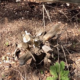 Photo of the plant species Bloodroot by @SpicyBucaneve57 named Xena on Greg, the plant care app