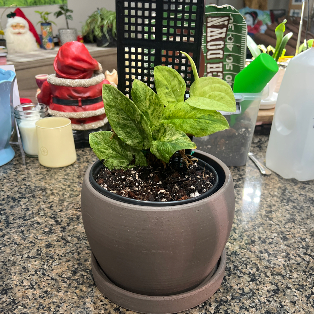 Photo of the plant species rhaphidophora korthalsii thai constellation by @OpenlyBiglaurel named Hamilton ** on Greg, the plant care app