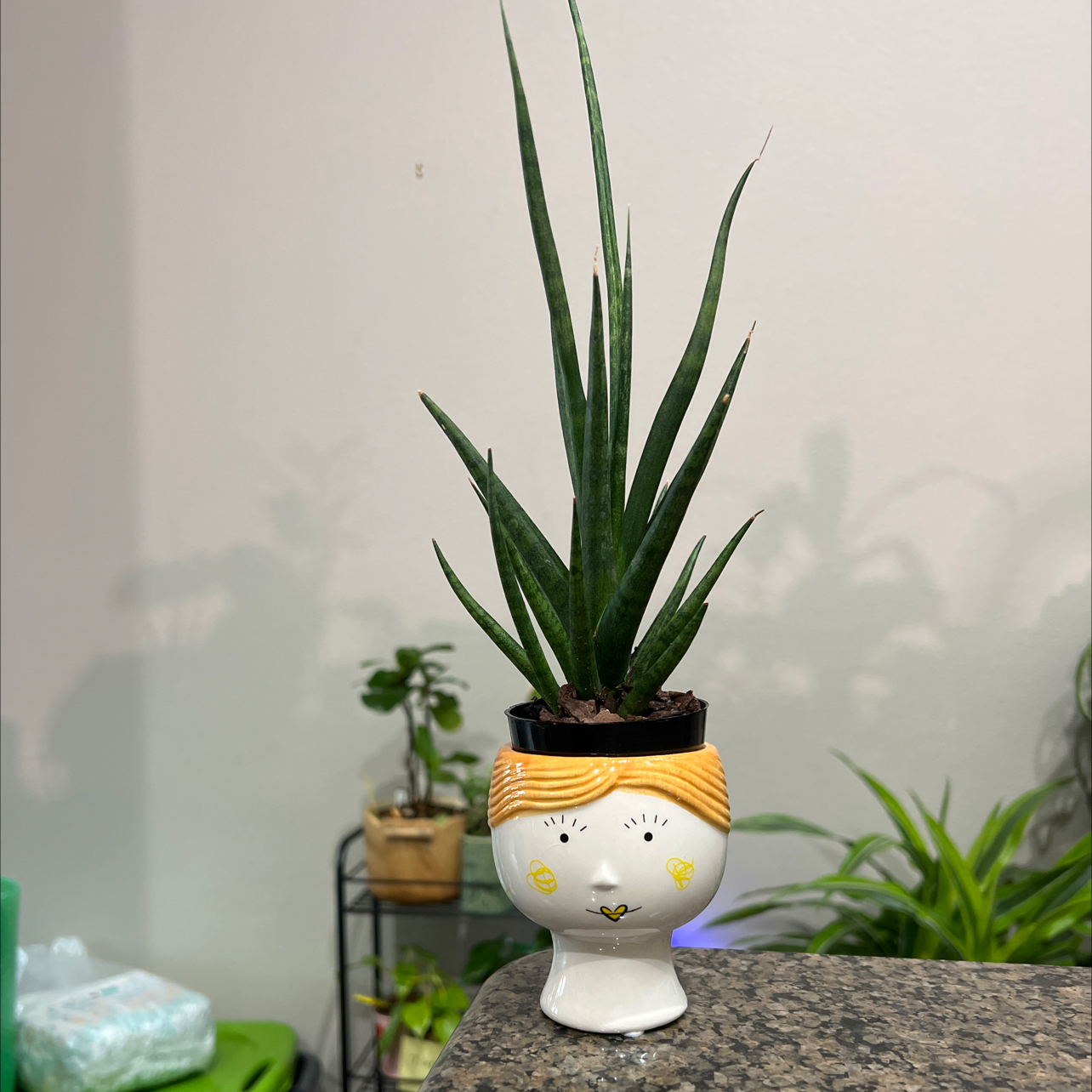 Photo of the plant species Snake Plamt by @OpenlyBiglaurel named Francis (Sanseviera Francisii) ** on Greg, the plant care app