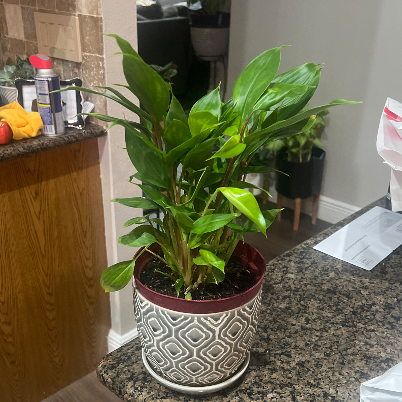 Photo of the plant species golden bush ginger by @OpenlyBiglaurel named Ginger on Greg, the plant care app