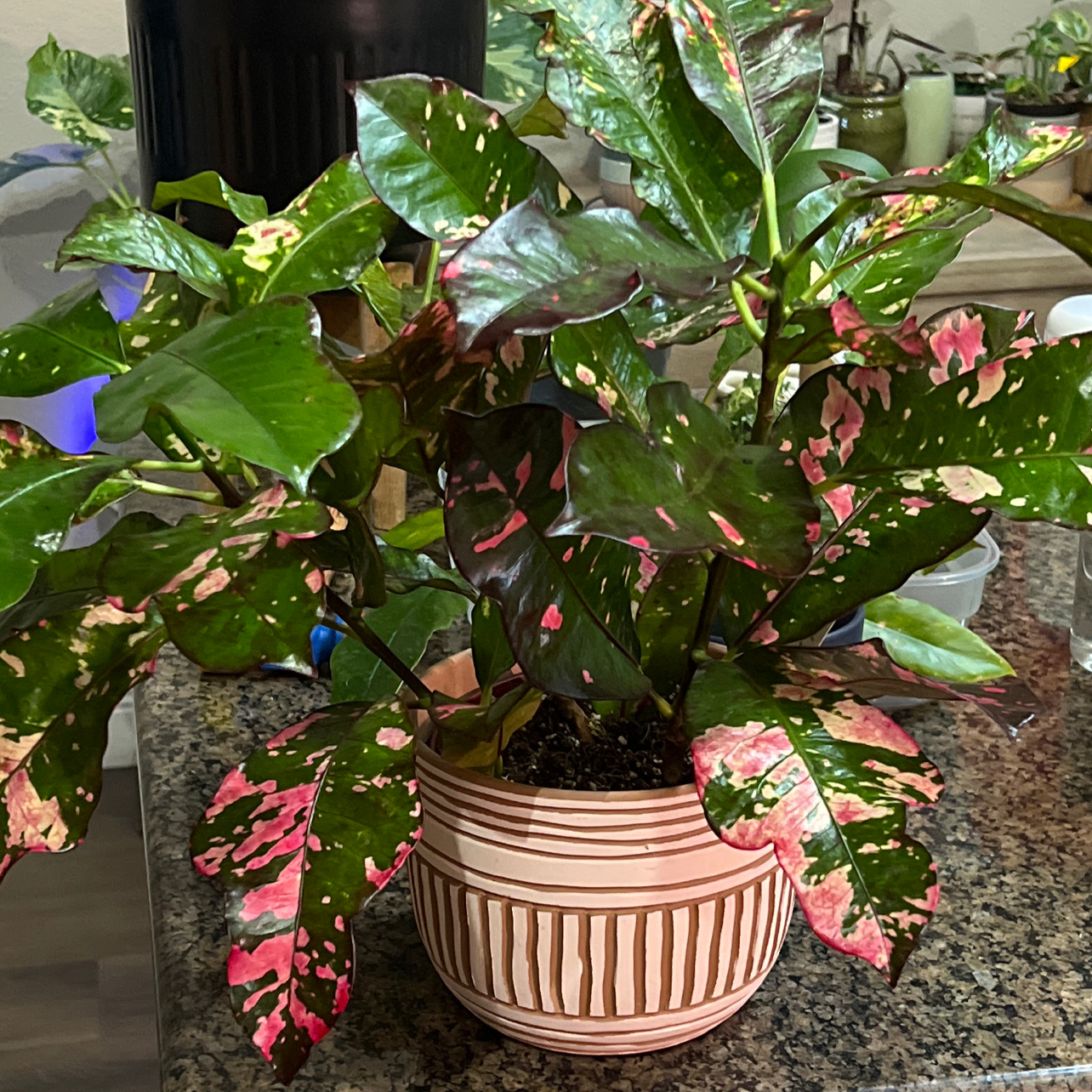 Photo of the plant species Croton 'Magnificent' by @OpenlyBiglaurel named Foxxy on Greg, the plant care app