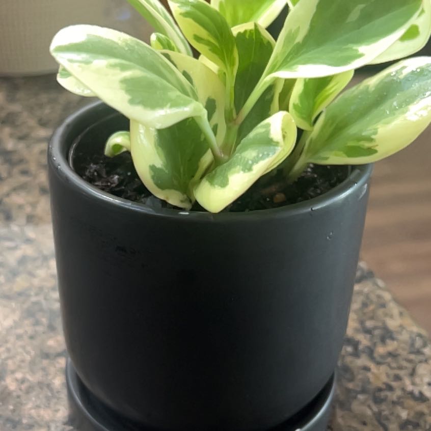 Photo of the plant species Peperomia 'Sweet and Sour™' by @OpenlyBiglaurel named Pepper on Greg, the plant care app