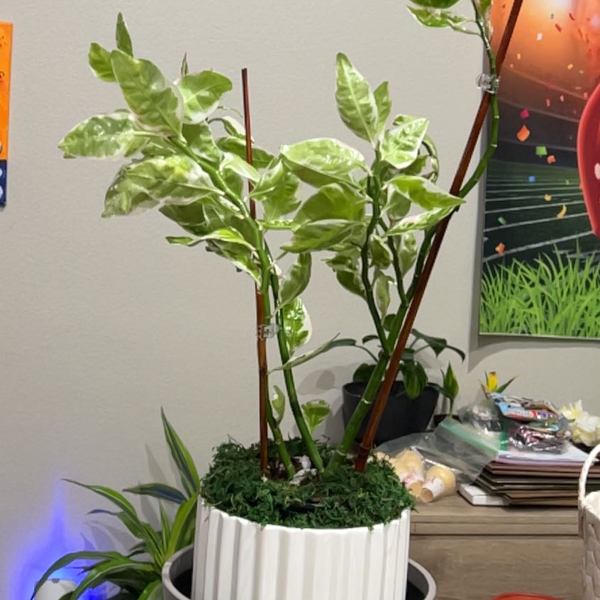 Photo of the plant species Variegated Euphorbia tithymaloides by @OpenlyBiglaurel named Lucy Fur (Devil’s Backbone) on Greg, the plant care app