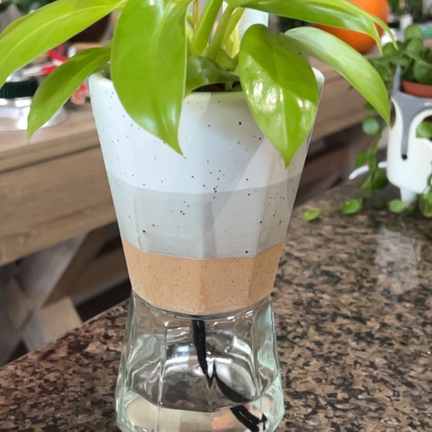 Photo of the plant species Philodendron Golden Melinonii by @OpenlyBiglaurel named Willow ** on Greg, the plant care app