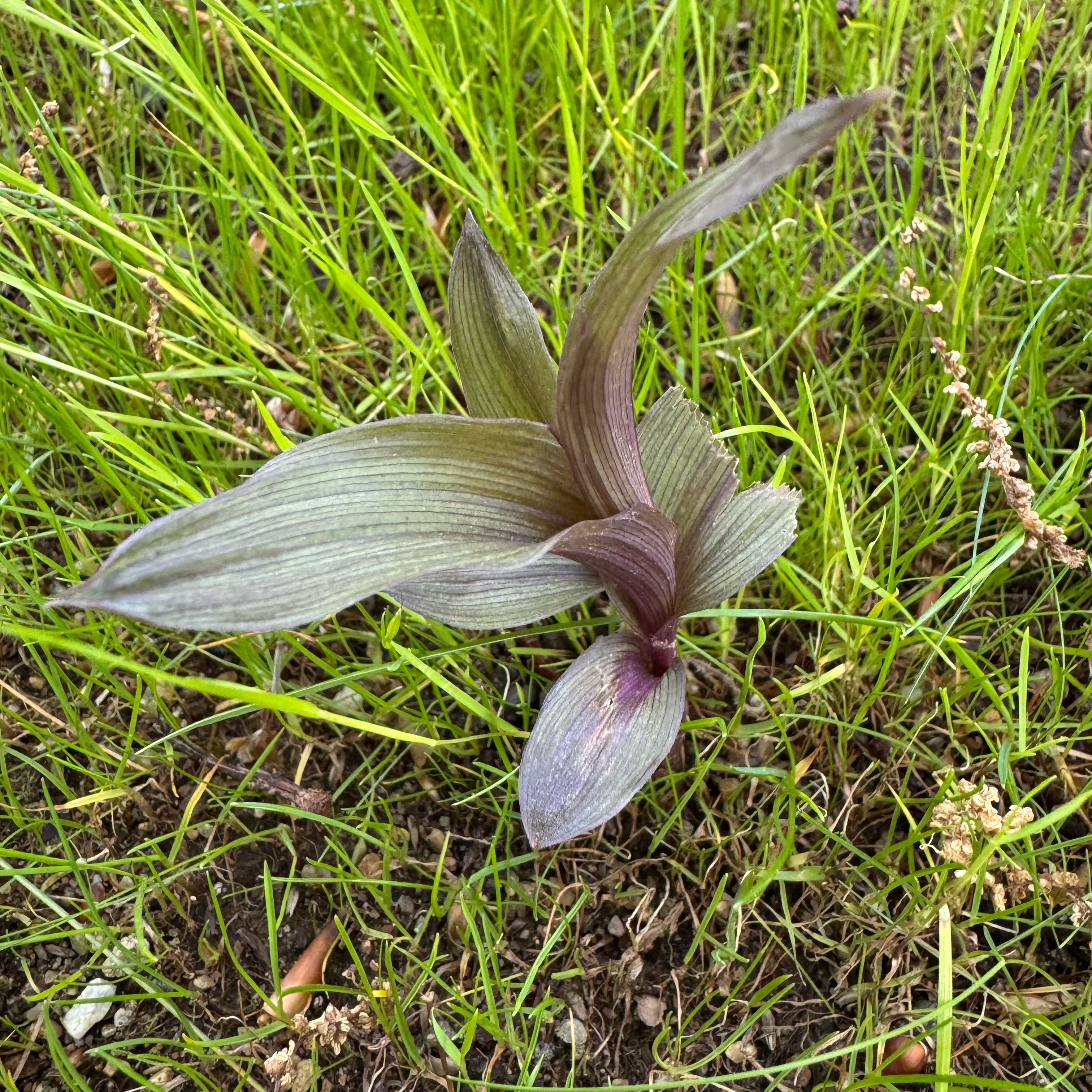 Photo of the plant species Lady's-Slipper Orchid by @TrueGlobeflower named Queen on Greg, the plant care app
