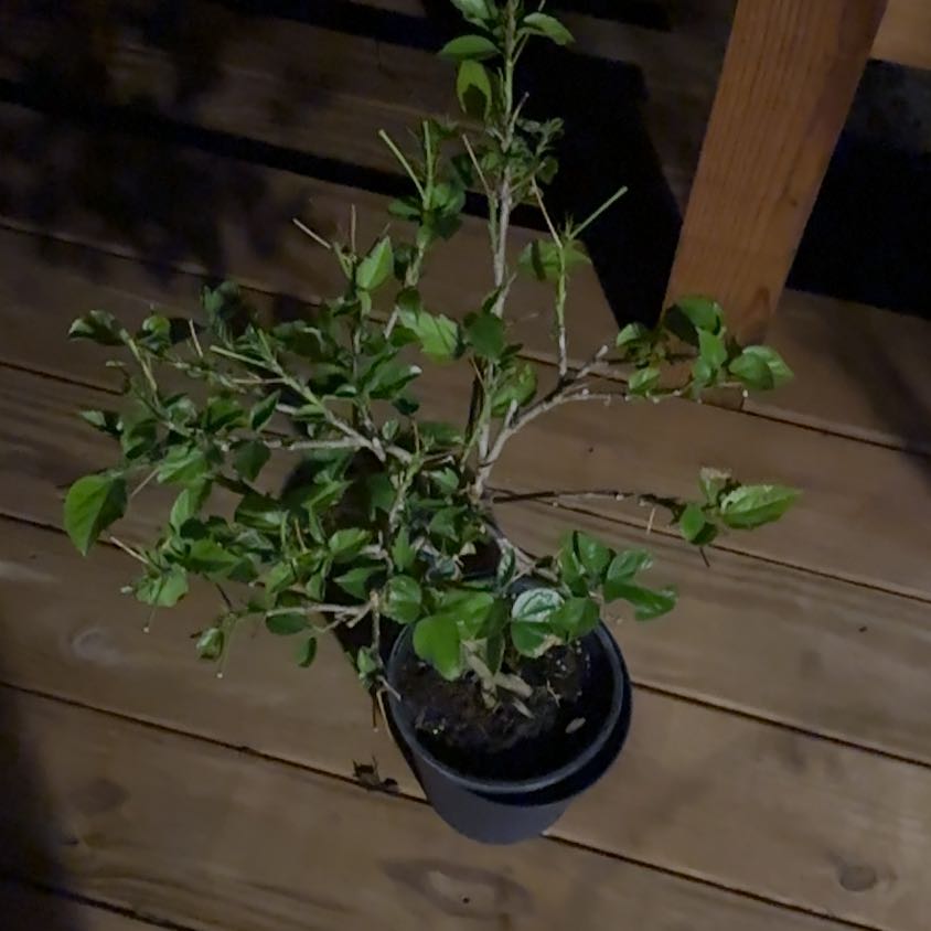 Photo of the plant species Presidents Hibiscus by @LushLeopardlily named McKinley on Greg, the plant care app