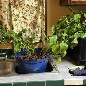 Photo of the plant species Variegated Red Hot Hibiscus by @LushLeopardlily named Spike Leaves on Greg, the plant care app