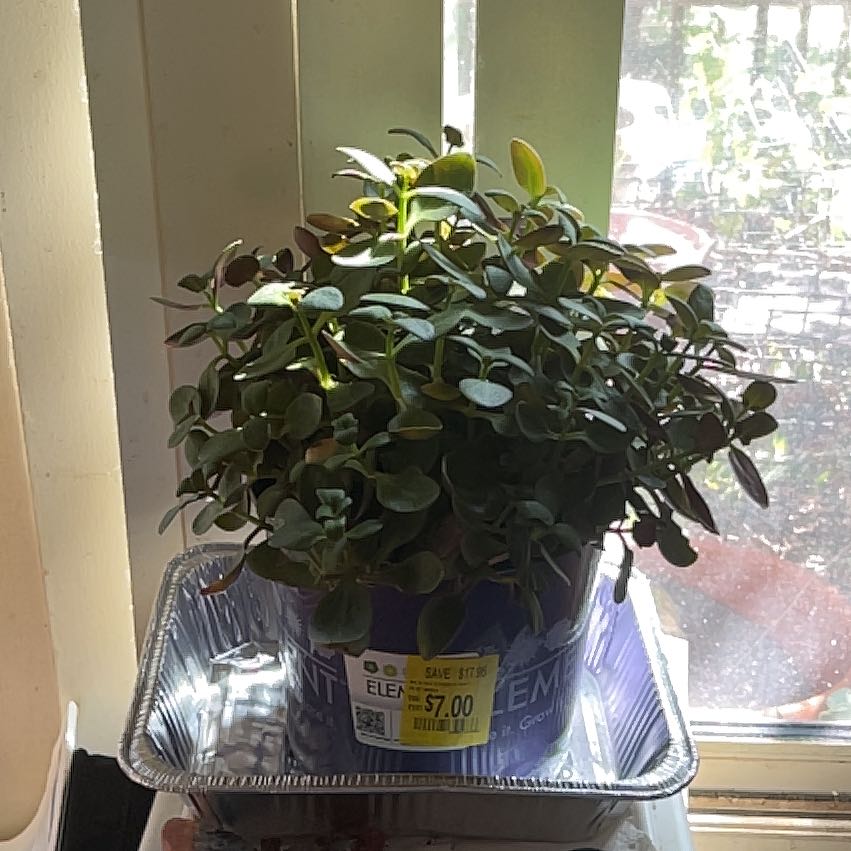 Photo of the plant species Red Fairy Crassula by @MovingAppletree named Sahara on Greg, the plant care app