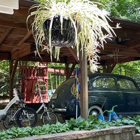 Photo of the plant species Christmas Palm by @BrainyCinchweed named Khaleesi on Greg, the plant care app