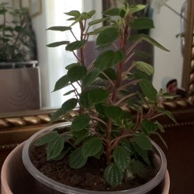 Photo of the plant species Peperomia meridiana by @CalmSilverblush named Mollie on Greg, the plant care app