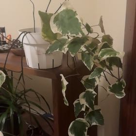 Photo of the plant species Variegated Algerian Ivy by @JovialCowshorn named Diana on Greg, the plant care app