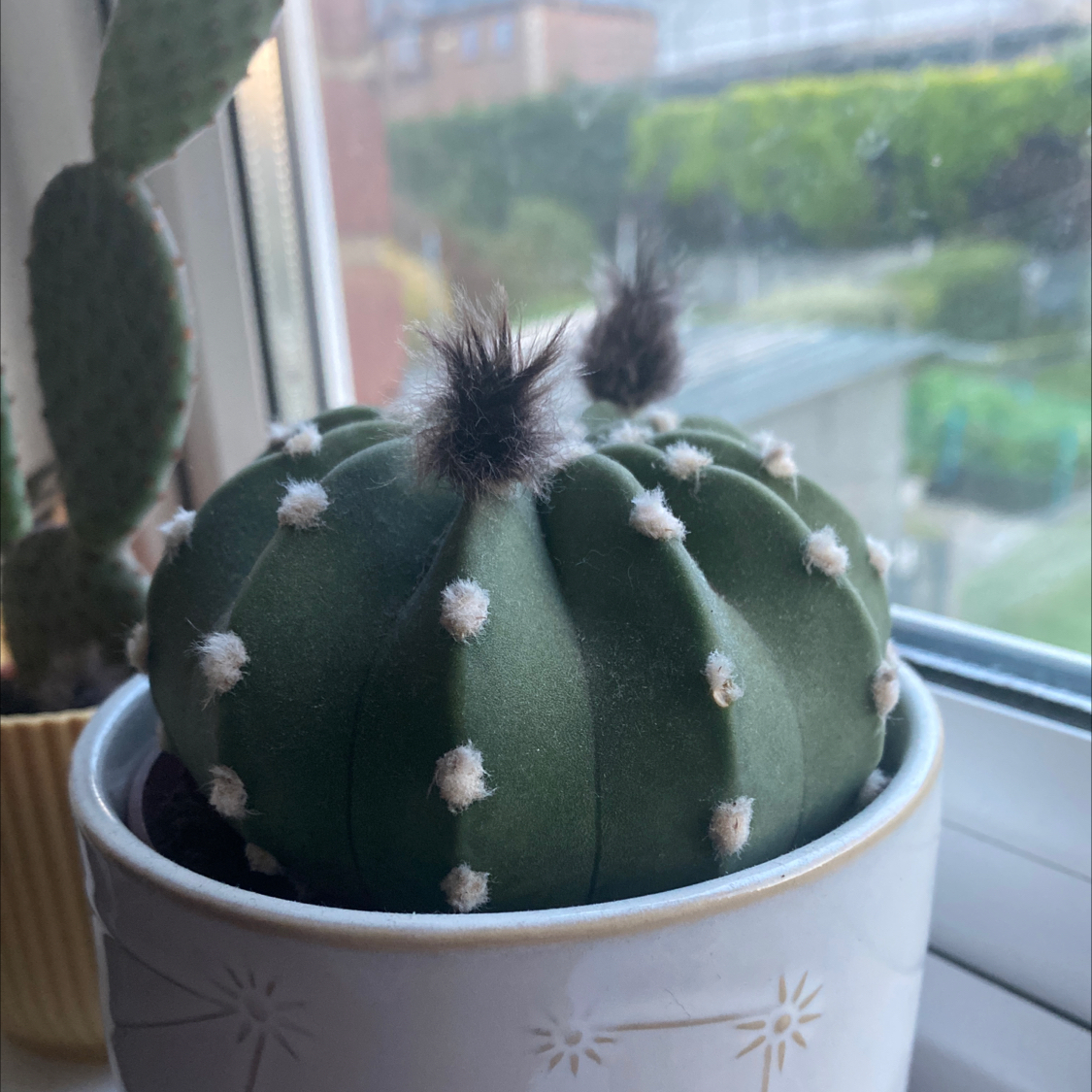 Sand Dollar Cactus in a white pot on a windowsill with another plant in the background.