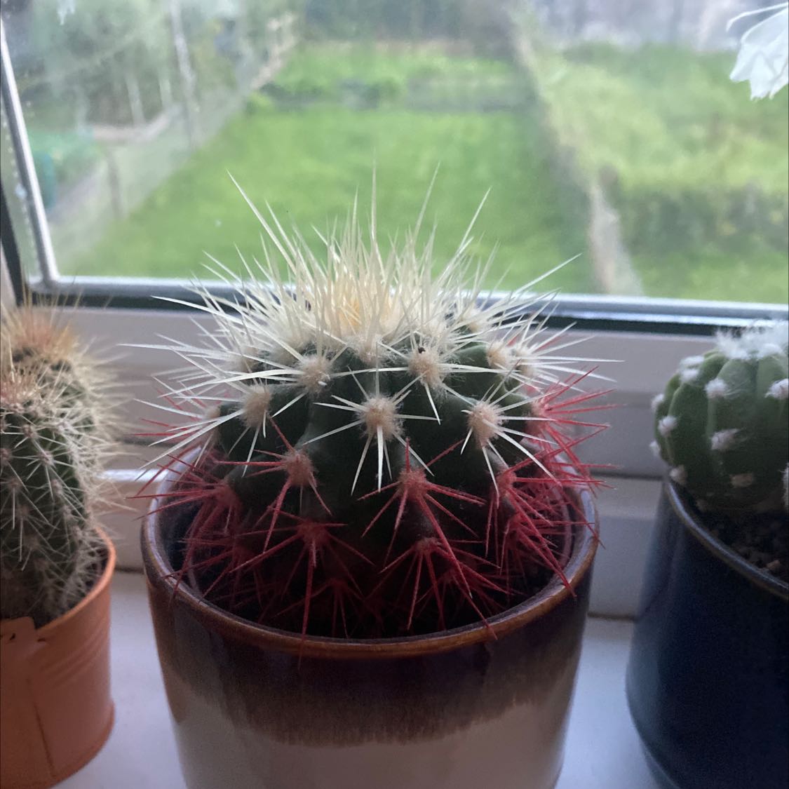 Texas Barrel Cactus with prominent spines in a pot on a windowsill.