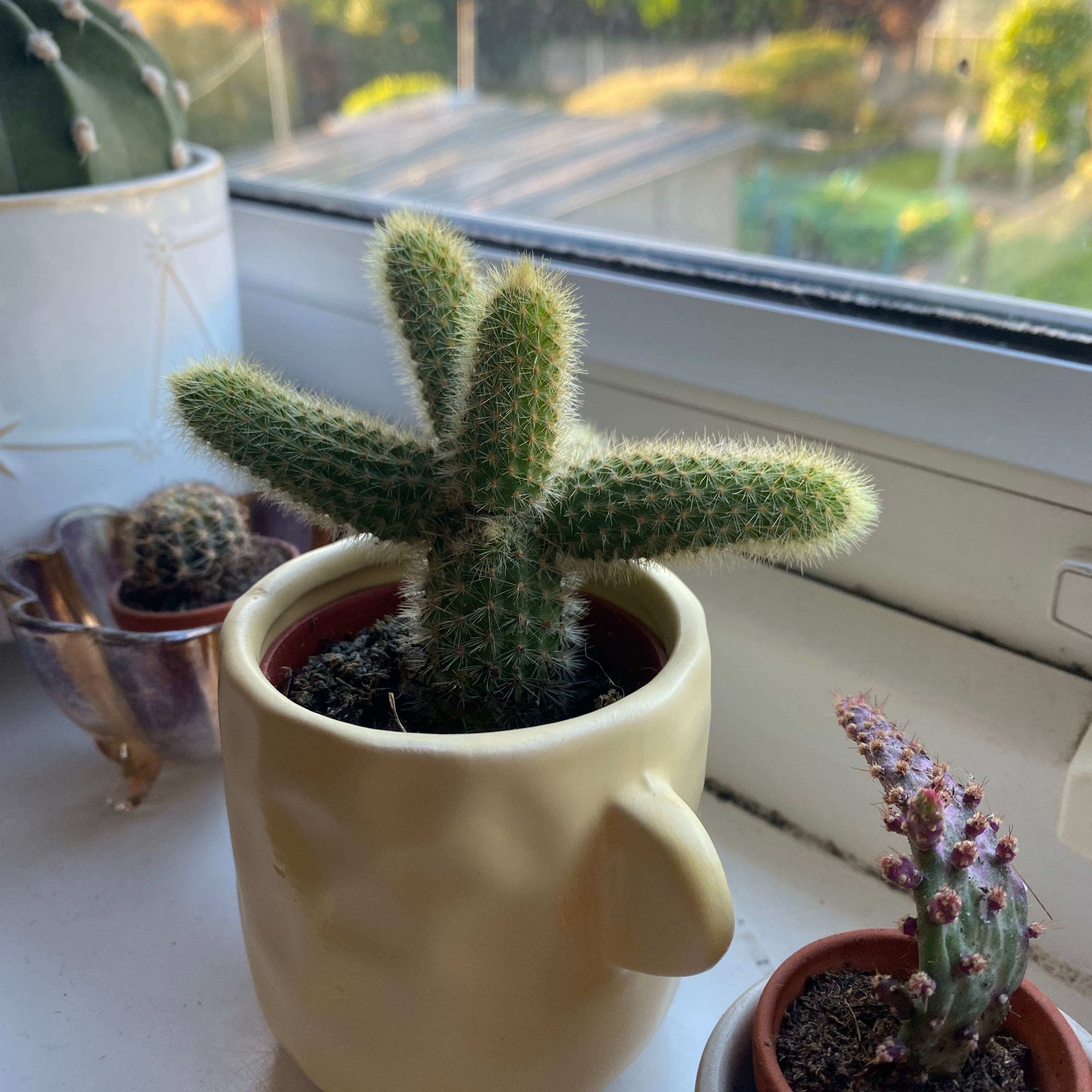 Best Potting Soil Mix for Rat Tail Cactus