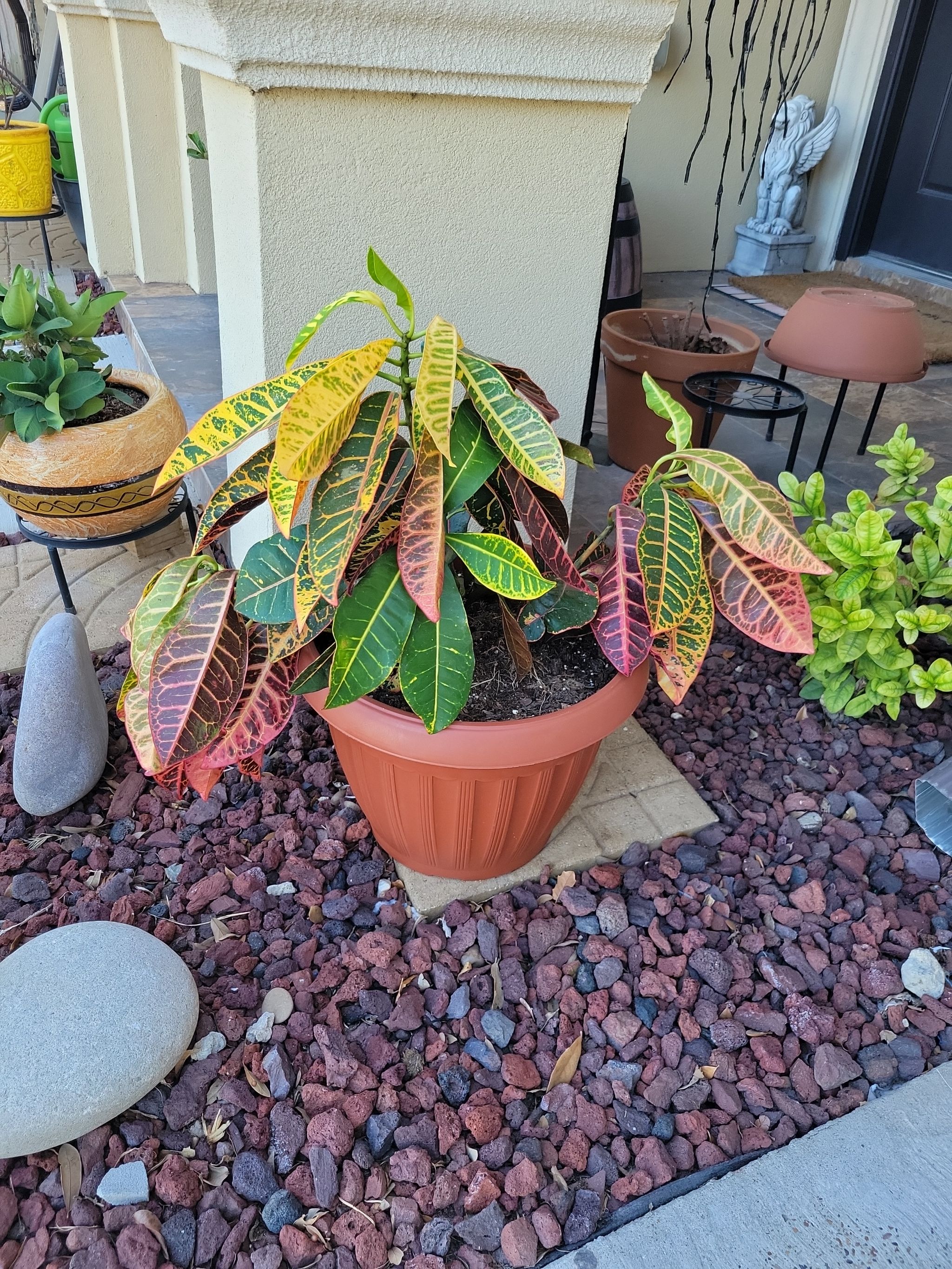🌞 10 Tips for Growing Croton 'Petra' Outdoors
