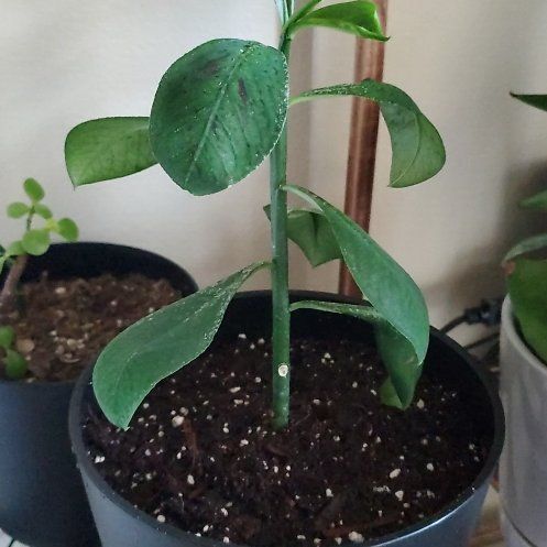 Photo of the plant species African Milk Bush by @HeroHeteromeles named Milk Shake on Greg, the plant care app