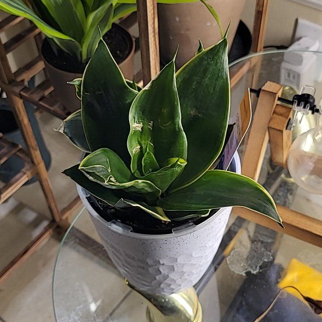 Photo of the plant species Sanseveria Superba by @HeroHeteromeles named Aristotle on Greg, the plant care app