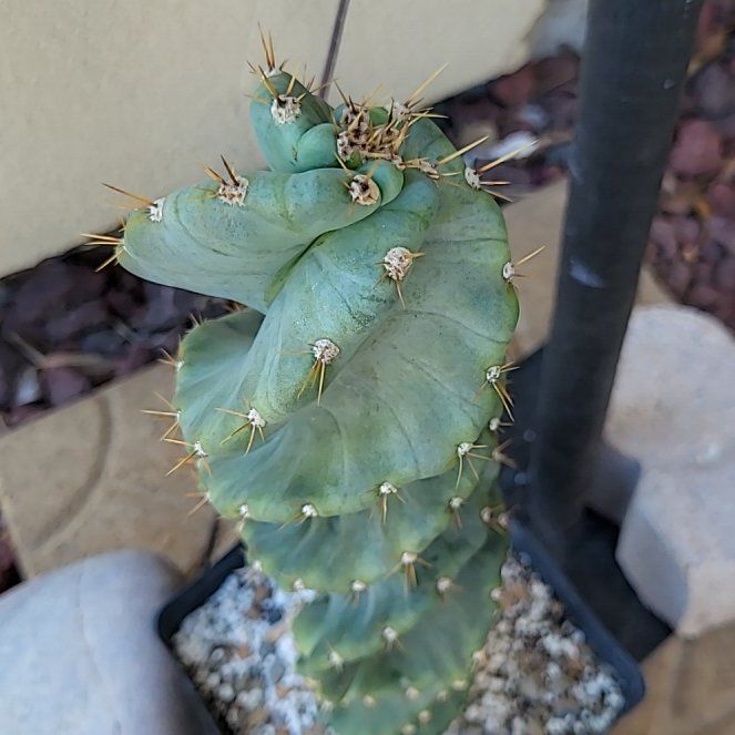 Photo of the plant species Spiral Cactus by @HeroHeteromeles named Queen on Greg, the plant care app