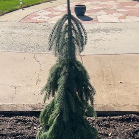 Photo of the plant species Weeping White Pine by @UnspoiltPapaya named Lebron on Greg, the plant care app