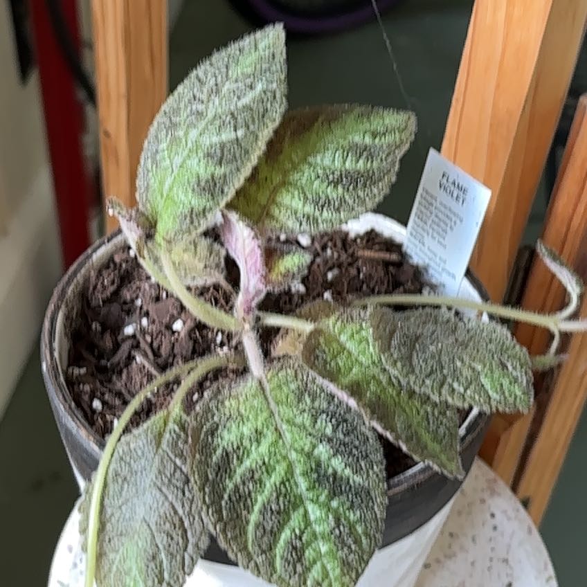 Photo of the plant species Silver Skies Episcia by @NewBottleplant named Orwell on Greg, the plant care app