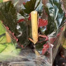 Photo of the plant species Jurassic Pink Begonia by @ProperTurkeyoak named Sir Plancelot on Greg, the plant care app