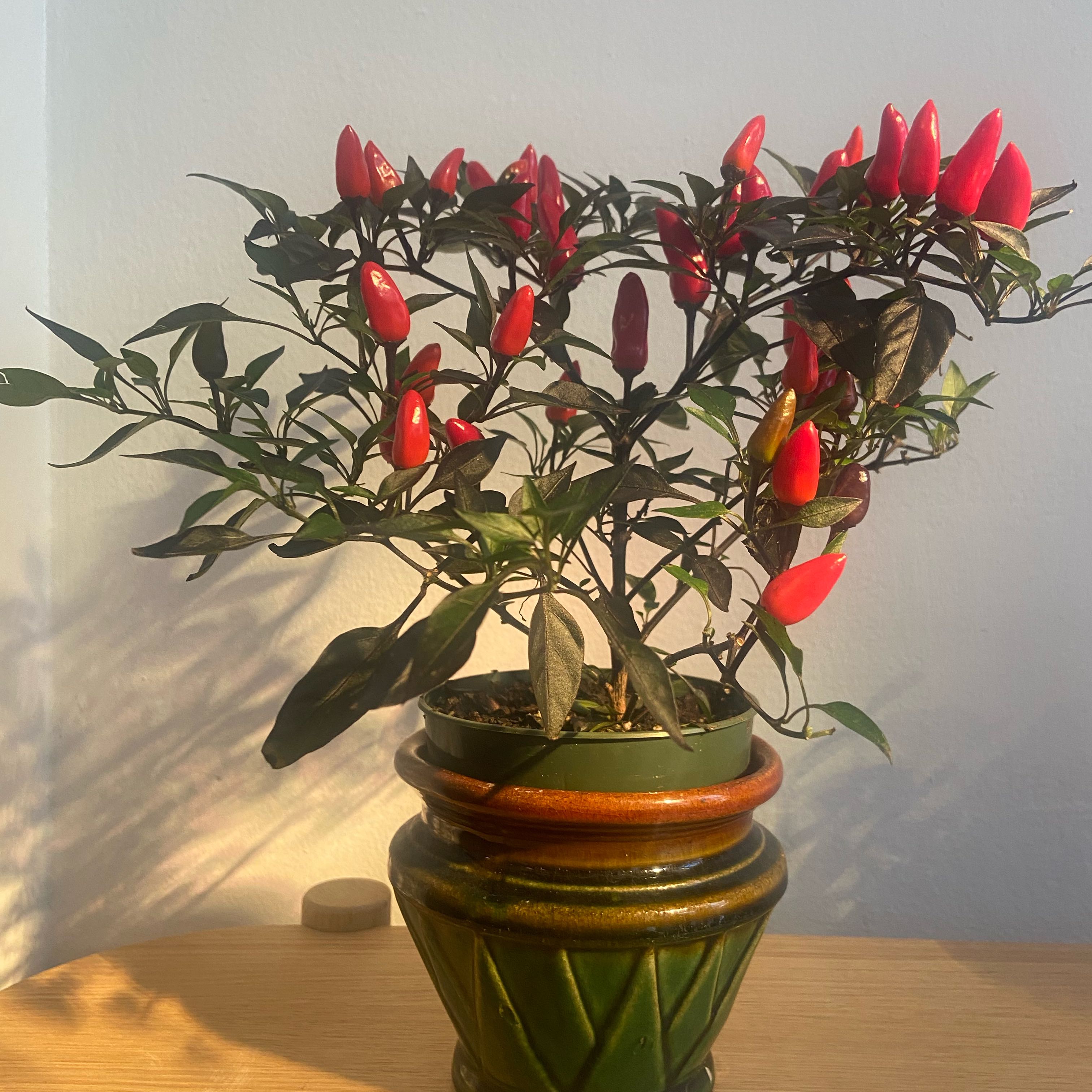 Photo of the plant species Ornamental Pepper Onyx Red by @GenialHindurope named Sanders on Greg, the plant care app
