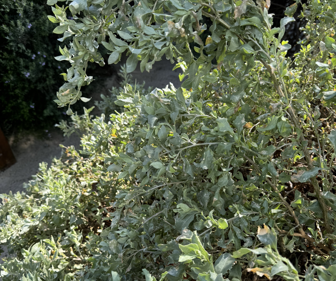 Photo of the plant species Coast Saltbush by @SaviorMedeola named Saltbush on Greg, the plant care app