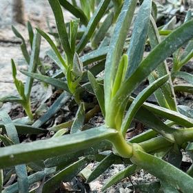 Photo of the plant species Beach Bananas by @SaviorMedeola named Pig Face on Greg, the plant care app