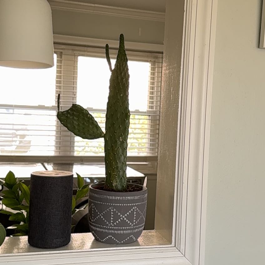 Photo of the plant species Cowboy Cactus by @SmoothEvergreen named Xena on Greg, the plant care app