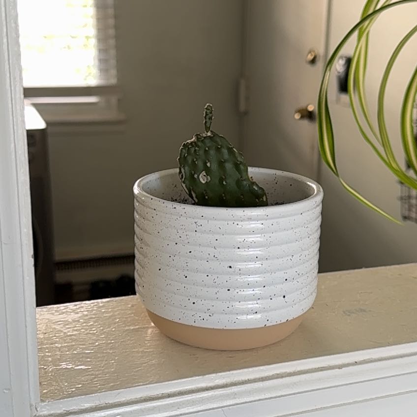 Photo of the plant species Cowboy Cactus by @SmoothEvergreen named Sproutacus on Greg, the plant care app