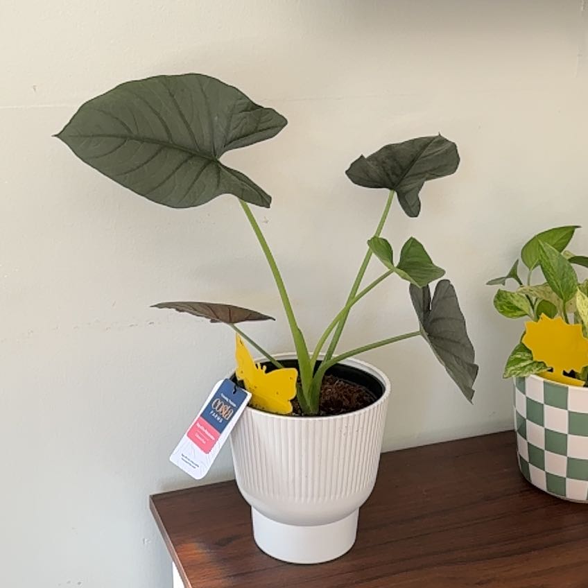 Photo of the plant species Alocasia Dark Miri by @SmoothEvergreen named Keanu Leaves on Greg, the plant care app