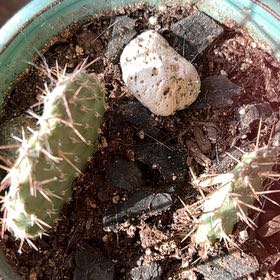 Photo of the plant species Plains Prickly Pear 'Album' by @BeefySaltcedar named Fred and Ned on Greg, the plant care app