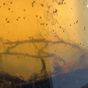 Photo of the plant species Green Algae by @BeefySaltcedar named Duke on Greg, the plant care app