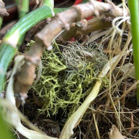 Photo of the plant species Wolf lichen by @BeefySaltcedar named Gaga on Greg, the plant care app