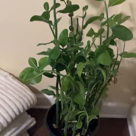 Photo of the plant species Tall Slipper Plant by @plantieliza named Big Joe on Greg, the plant care app