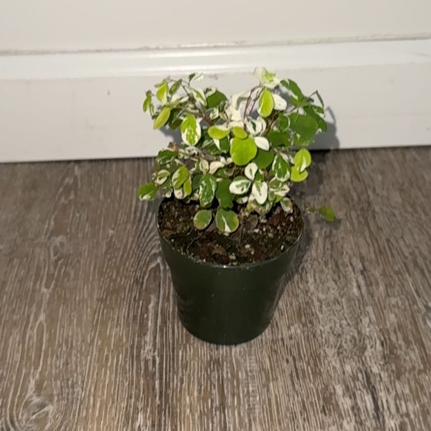 Photo of the plant species Hawaiian Snow Bush by @YoungCantaloupe named Aristotle on Greg, the plant care app