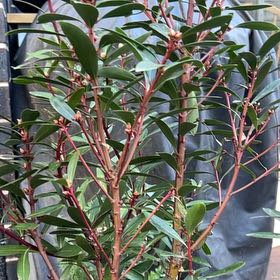 Plant care for Myrtle Pepper on Greg, the plant care app