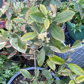 Photo of the plant species Lemon Myrtle by @JazzyScotchmoss named Tolkien on Greg, the plant care app