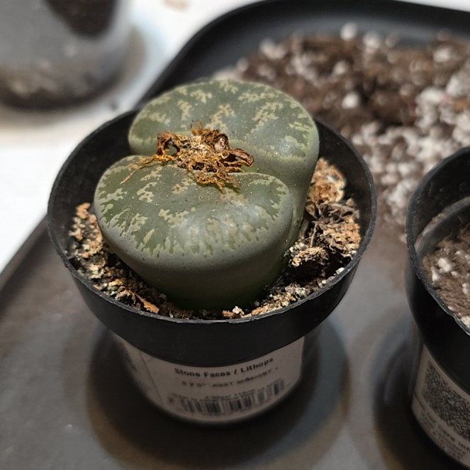 Photo of the plant species Living Stone by @WisePersianlime named Foxxy on Greg, the plant care app