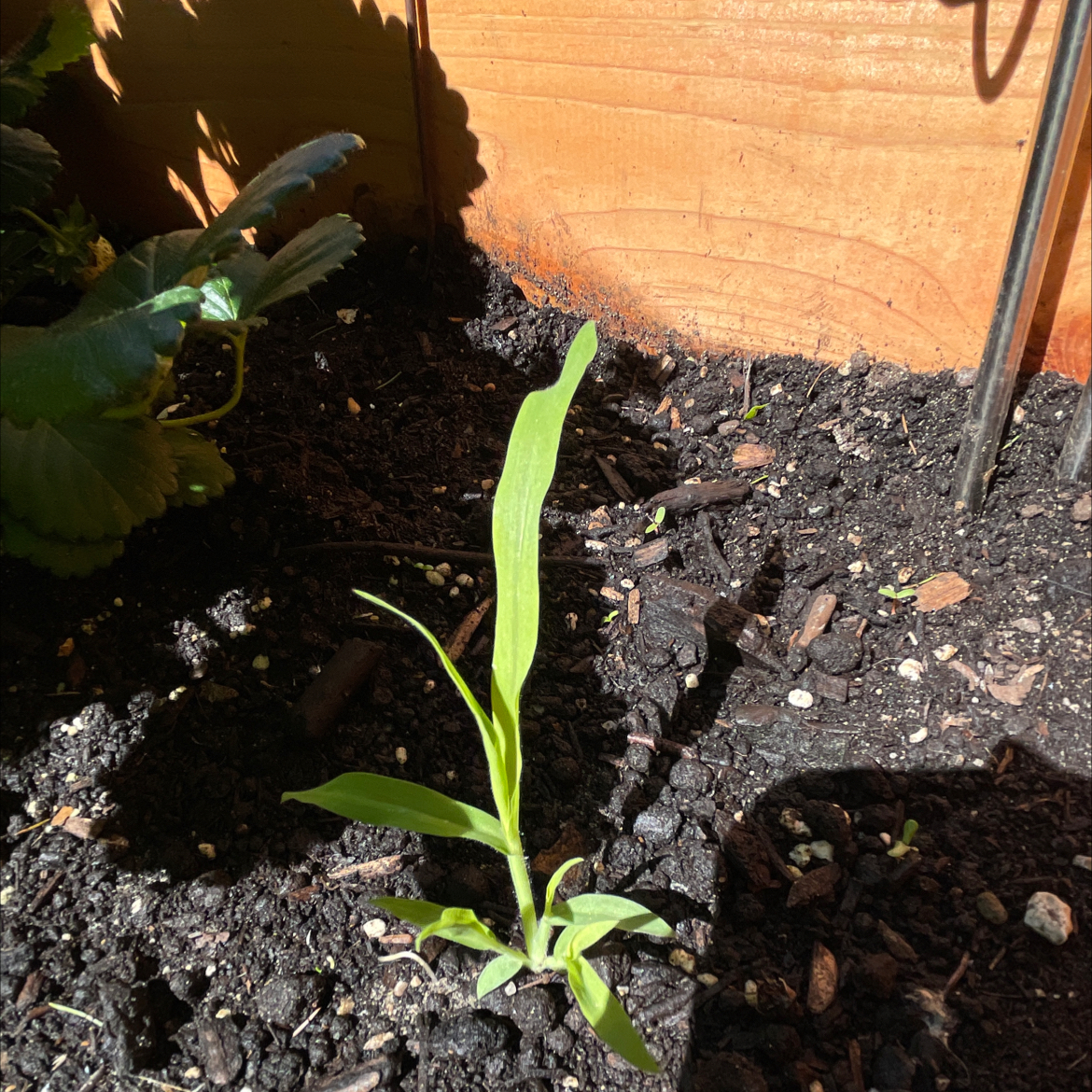 Photo of the plant species Corn by @HeritrixRedvein named Nithin on Greg, the plant care app