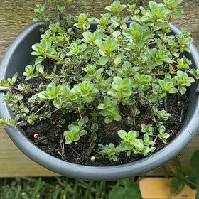 Photo of the plant species Pizza Thyme by @sianywu22 named Naomi on Greg, the plant care app