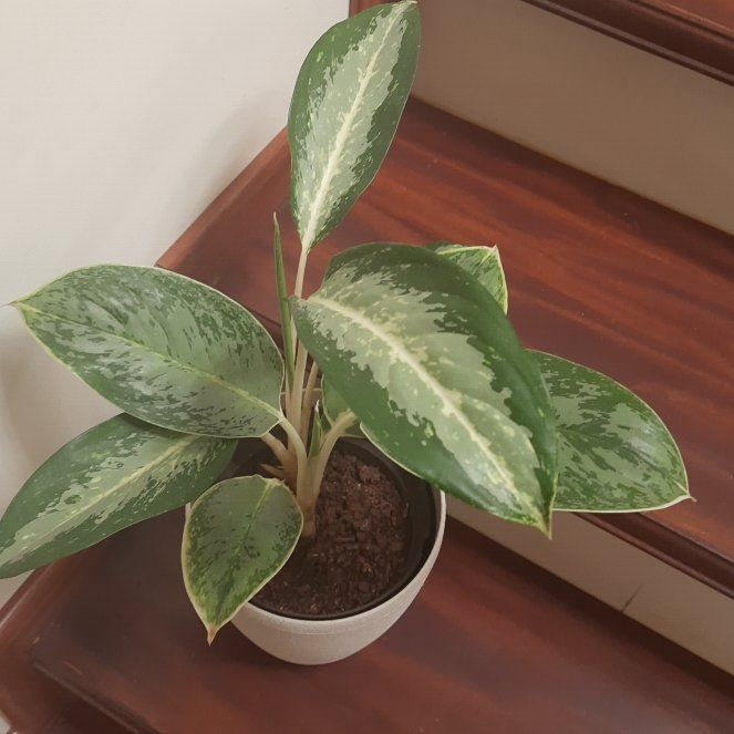 Photo of the plant species Silver Blue by @ClearBiancini2 named Aglonema - Step 3 on Greg, the plant care app