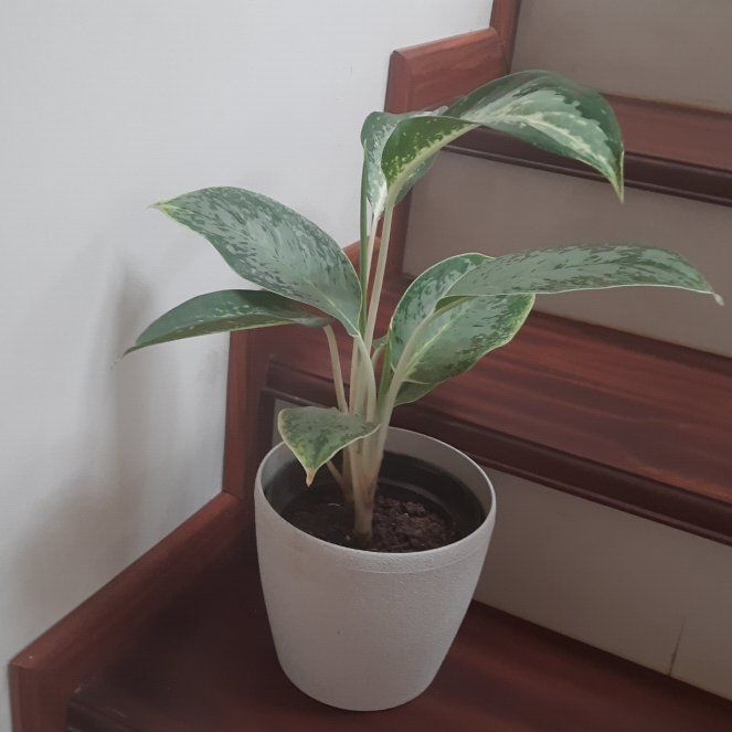 Photo of the plant species Silver Blue by @ClearBiancini2 named Aglonema - Step 2 on Greg, the plant care app