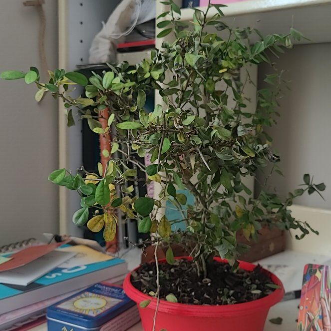 Photo of the plant species Vietnamese Bluebell Tree by @WinDesertsavior named Bartholomewl on Greg, the plant care app