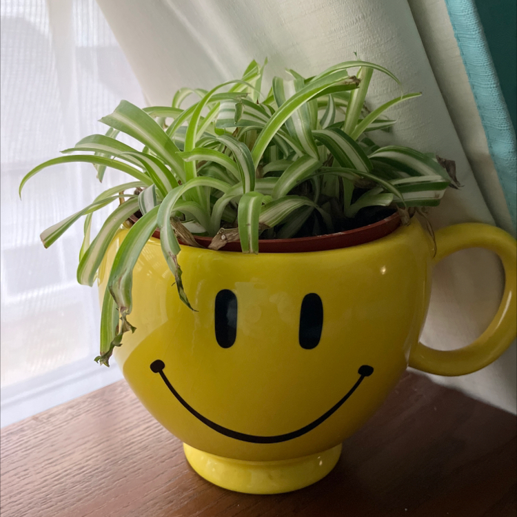 Curly Spider Plant in a yellow pot with a smiley face design. Some leaf tips show slight browning.