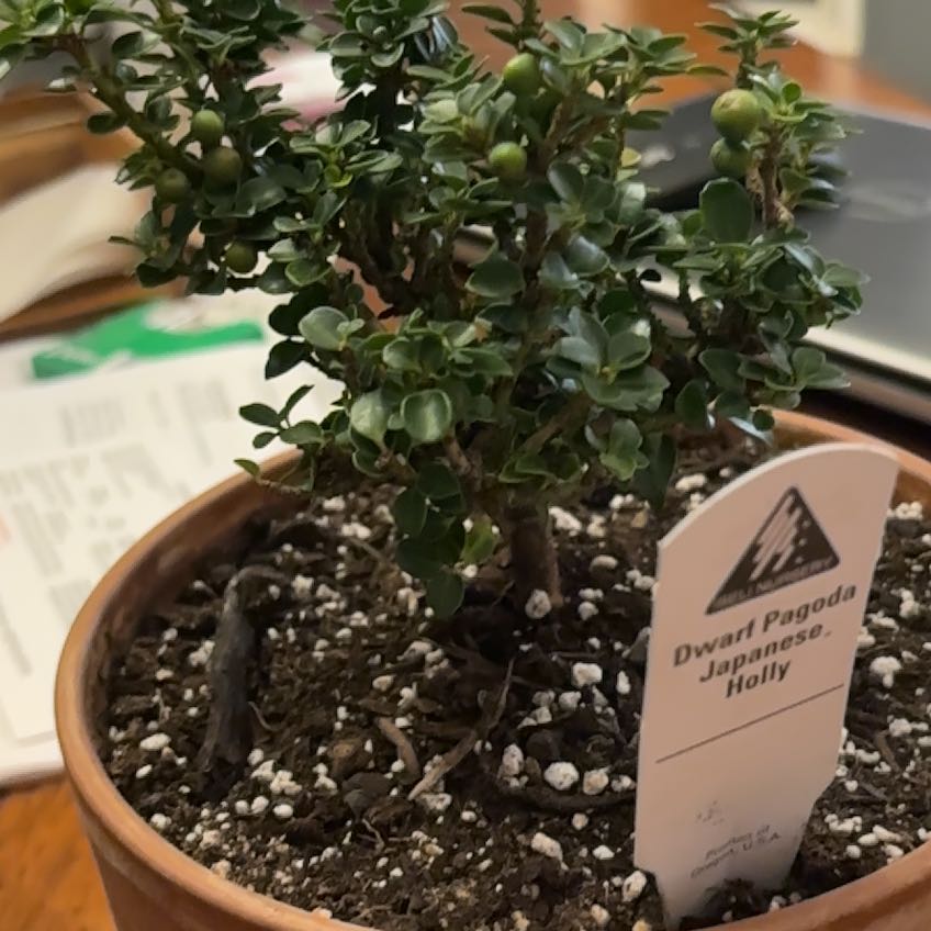 Photo of the plant species Dwarf Pagoda by @SageSonomasage named Dolores on Greg, the plant care app