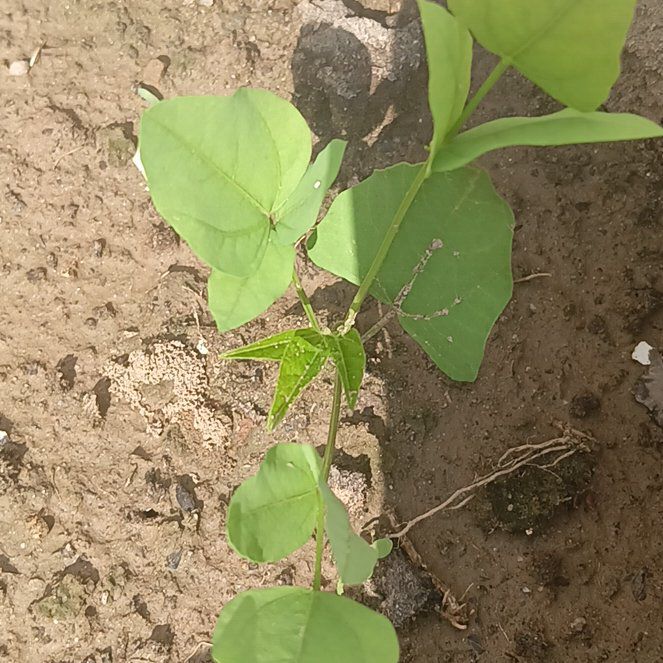 Photo of the plant species American Hogpeanut by @BigFloweringgum named Hamilton on Greg, the plant care app