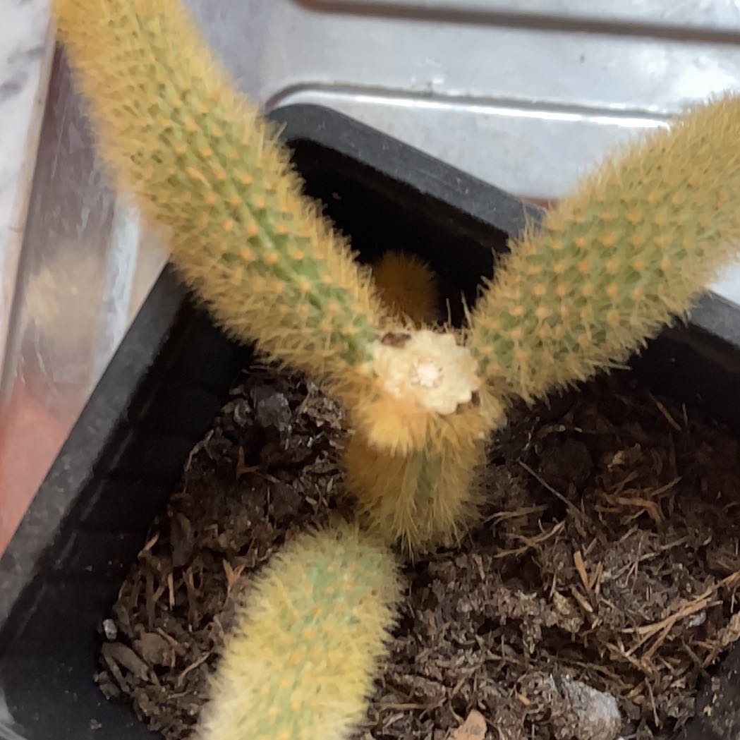 Photo of the plant species Hildewintera Aureispina Crest Variagated Grafted by @SpiffyAirpotato named Aaron’s on Greg, the plant care app