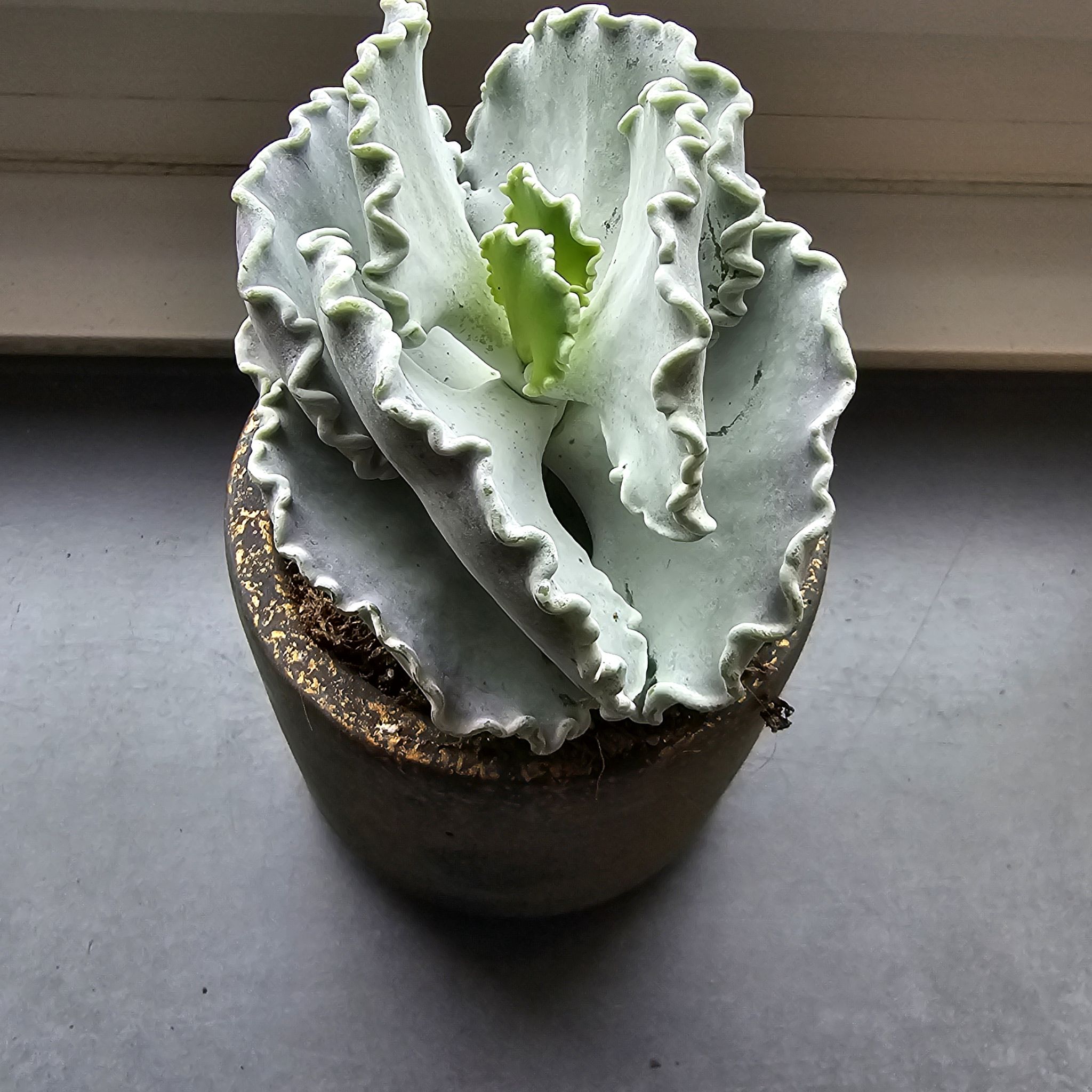 Photo of the plant species Orundulata by @Antoween named Shakira on Greg, the plant care app