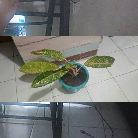 Photo of the plant species Golden Papaya Chinese Evergreen by @FrontpageJicaro named Achilles on Greg, the plant care app